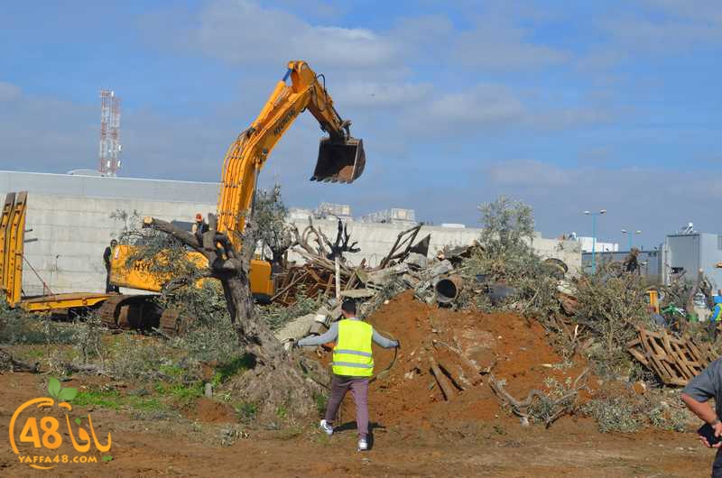 hadm ramla zatoen (11).JPG